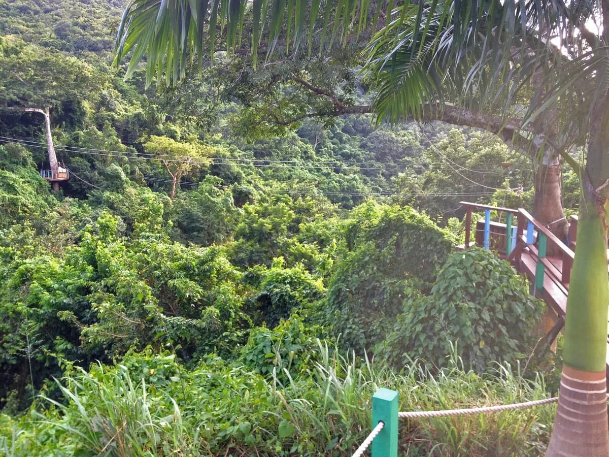 Rainforest Zip Line Tour